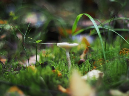 plate mushroom in the forestの写真素材