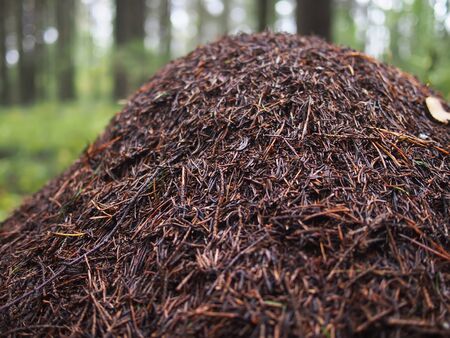 an anthill in the forest. summerの写真素材