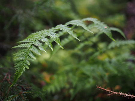 fern in the forestの写真素材
