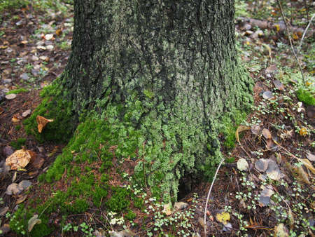 lichen on the bark of a treeの写真素材