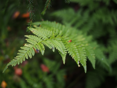 fern in the forest