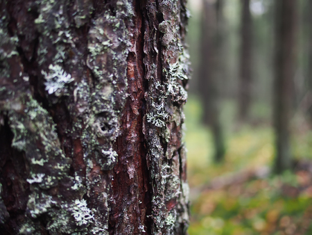 lichen on the bark of a treeの写真素材