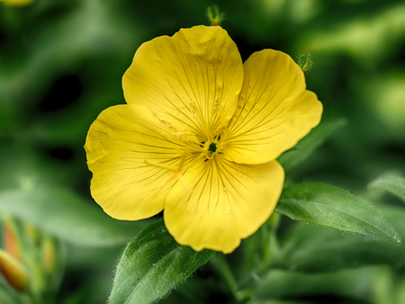 yellow evening flowers on the flowerbedの写真素材
