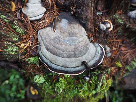 fungus mushroom on a stump