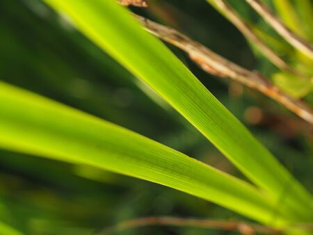 grass in the forestの写真素材