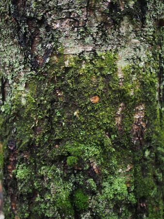 lichen on the bark of a tree