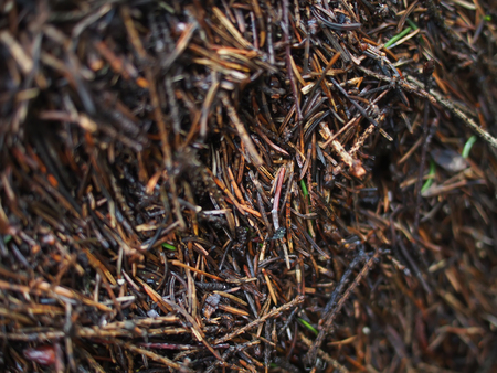 an anthill in the forest. summerの写真素材