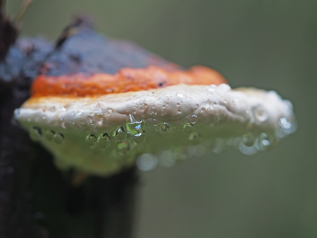 fungus mushroom in droplets on a stumpの写真素材