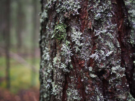 lichen on the bark of a treeの写真素材