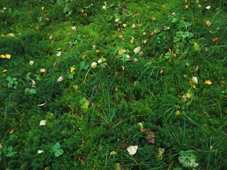 yellow leaves on the moss in the forest