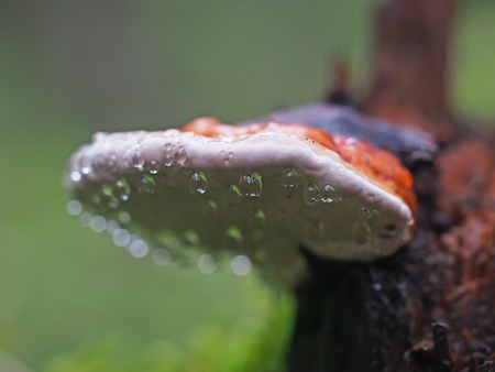 fungus mushroom in droplets on a stumpの写真素材