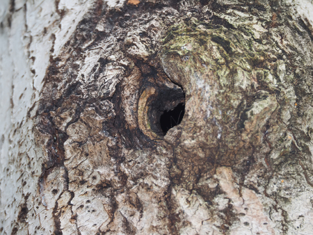 hollow in aspenの写真素材