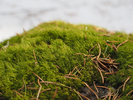 moss on a tree in the woodsの写真素材