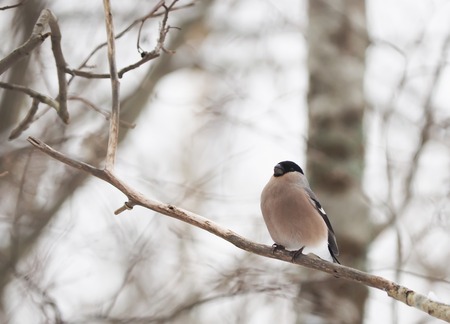 bullfinch in the park on the troughの写真素材