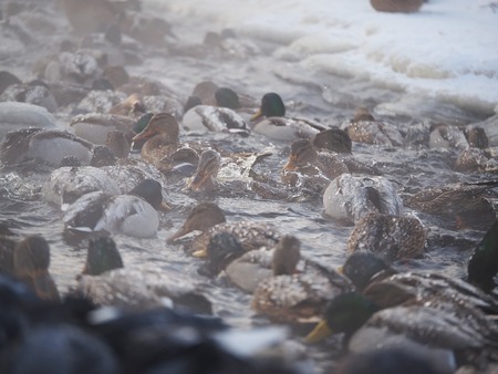 ducks on the river in winterの写真素材