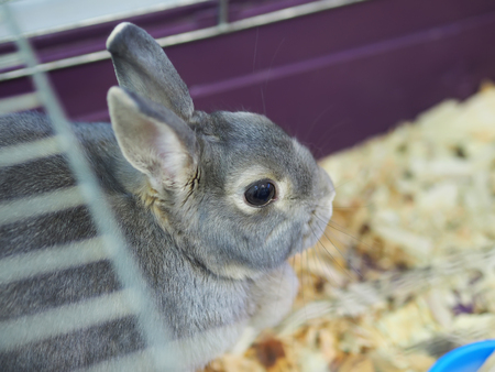 rabbits in a cageの写真素材