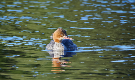 ducks on the riverの写真素材