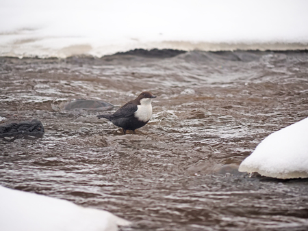 Dipper on the river bank