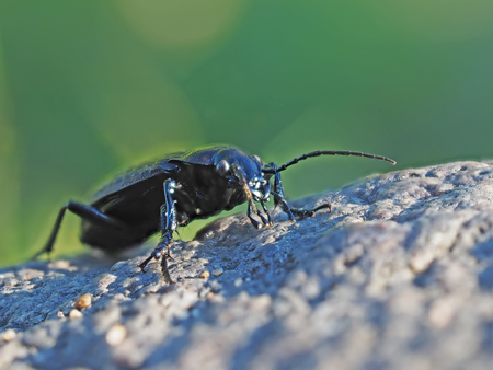 Carabidae in the forest