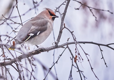 waxwing bird on a treeの写真素材