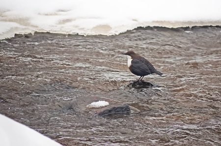 Dipper on the river bank