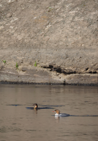 ducks on the riverの写真素材