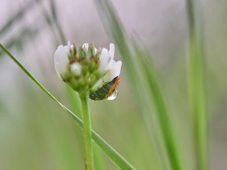 a ladybug on a flower in a forest