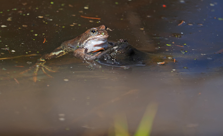 a frog in the pond. Springの写真素材