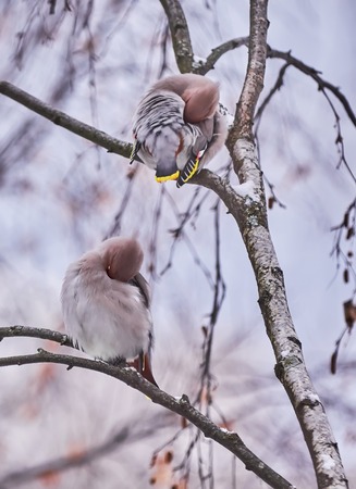 waxwing bird on a treeの写真素材