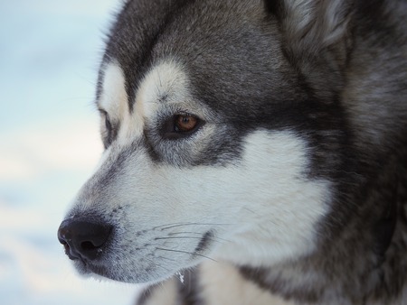 a dog malamute in the forest. winterの写真素材