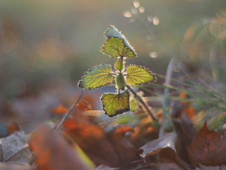 dry leaf in the forest