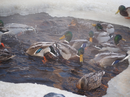 ducks on the river in winterの写真素材