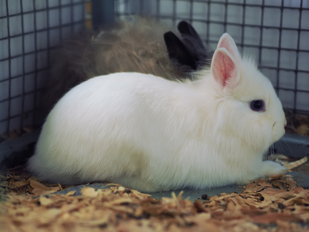 rabbits in a cage