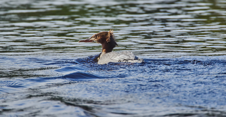 ducks on the riverの写真素材