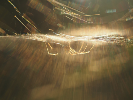 spider on the webの写真素材