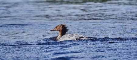 ducks on the riverの写真素材