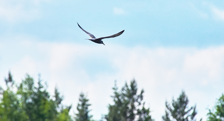 tern in flight. summerの写真素材