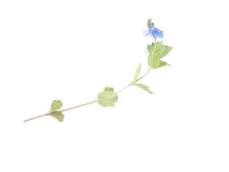 Pansy flower on white backgroundの写真素材