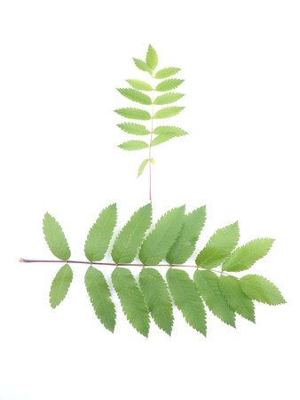 leaves of mountain ash on white backgroundの写真素材