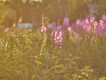 flower blossoms at sunset in the forestの写真素材