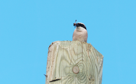 Lanius bird with a dragonfly in its beak on an electric poleの写真素材