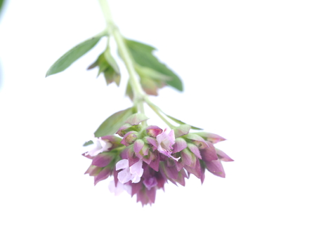 Mouse peas flowers on white backgroundの写真素材