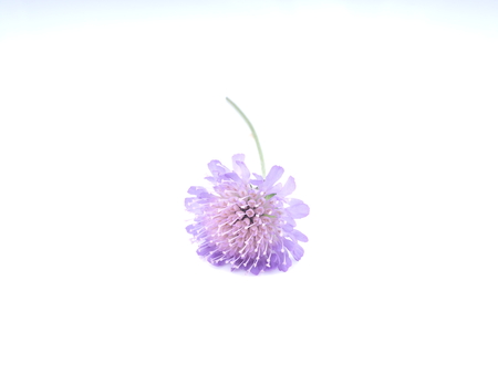 knautia flower on a white backgroundの写真素材