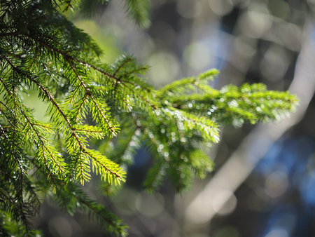 A branch of spruce in the forestの写真素材