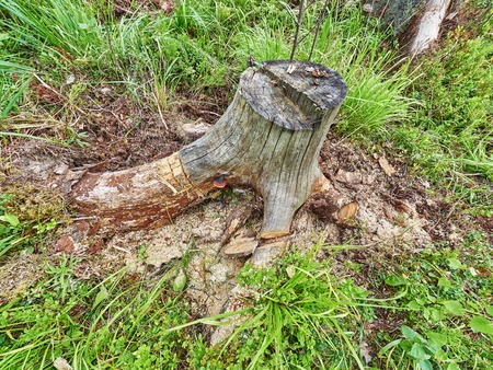 roots in the forestの写真素材