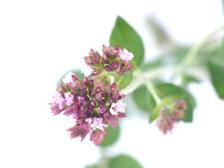 Mouse peas flowers on white backgroundの写真素材