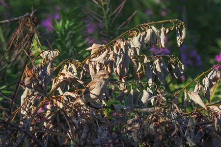 bird shrike in the forestの写真素材