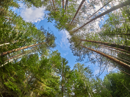 in the forest trees from the bottom up