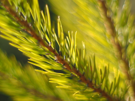 branches of spruce at sunsetの写真素材