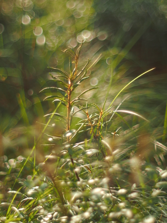 wild rosemary in the swampの写真素材